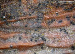 Cladosporium herbarum