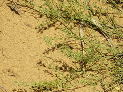 Thesium maritimum