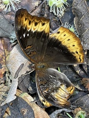 Cymothoe hypatha hypatha