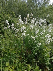 Hesperis matronalis nivea