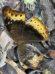 Cymothoe hypatha hypatha