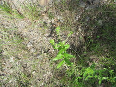 Lithospermum decipiens