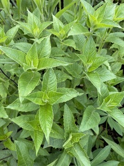 Monarda didyma