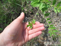 Lithospermum decipiens