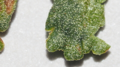 Pentagramma triangularis triangularis