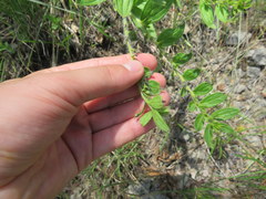 Lithospermum decipiens