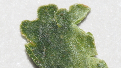 Pentagramma triangularis triangularis