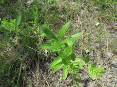 Lithospermum decipiens