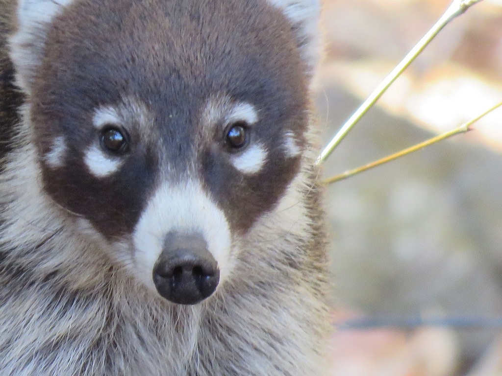 White-nosed Coati (Nasua narica) · iNaturalist