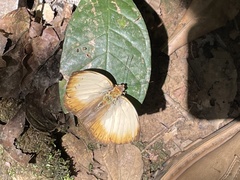 Cymothoe hyarbita hyarbita