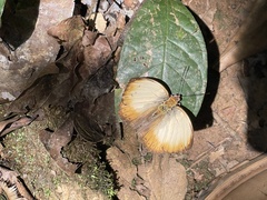 Cymothoe hyarbita hyarbita