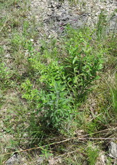 Lithospermum decipiens