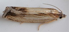 Eucosma radiatana