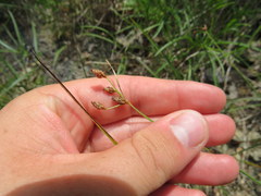 Fimbristylis puberula