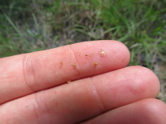 Fimbristylis puberula