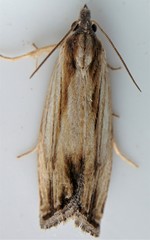 Eucosma radiatana
