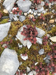 Sedum macdonaldii