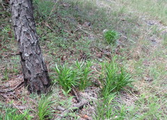 Liatris oligocephala
