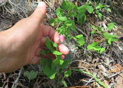 Clematis glaucophylla