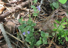 Scutellaria parvula australis