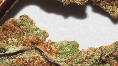 Pentagramma triangularis triangularis