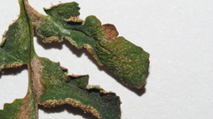 Pentagramma triangularis triangularis