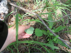 Clematis glaucophylla