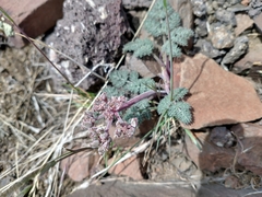 Lomatium ravenii paiutense