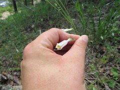 Penstemon tenuiflorus