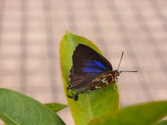 Iraota timoleon