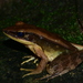 Yellowish Golden-backed Frog - Photo (c) Renjith Jacob Mathews, some rights reserved (CC BY), uploaded by Renjith Jacob Mathews
