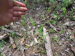 Penstemon tenuiflorus