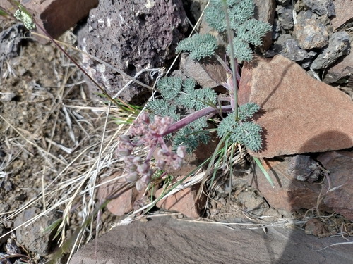 Image of Lomatium ravenii by no rights reserved