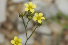Linum corymbulosum