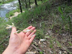 Penstemon tenuiflorus