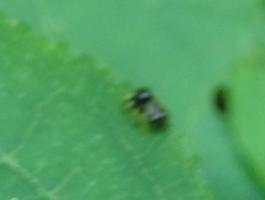 Zygoballus rufipes