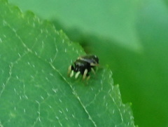 Zygoballus rufipes