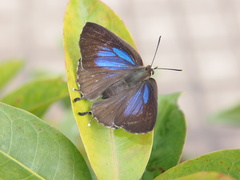 Iraota timoleon