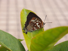 Iraota timoleon