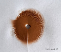 Conocybe