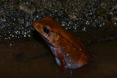 Clinotarsus curtipes