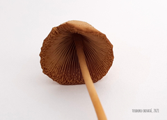 Conocybe