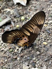 Graphium latreillianus