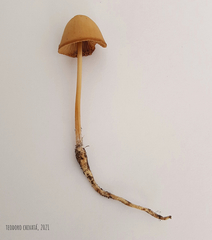 Conocybe