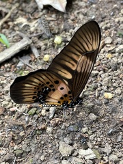 Graphium latreillianus