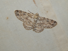Ascotis reciprocaria