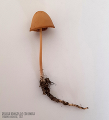 Conocybe