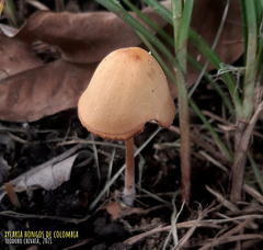 Conocybe