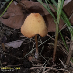 Conocybe