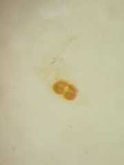 Spilosynema